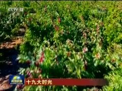 【十九大时光】各族人民撸起袖子加油干 丰收时节迎盛会
