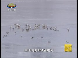 [西藏诱惑]多庆措的候鸟乐园