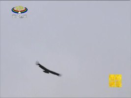 [西藏诱惑]鹰笛
