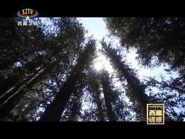 《西藏诱惑》森林之歌