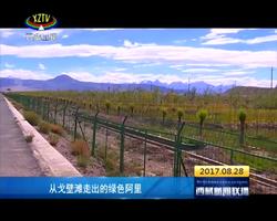 从戈壁滩走出的绿色阿里