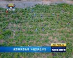 藏东林海添新绿 环境优良显和谐