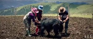 【康藏直击】夏季牧场