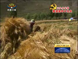 谷物飘香好时节 高原大地秋收忙