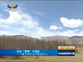咬定“青滩”不放松——隆子40万亩沙棘成林记