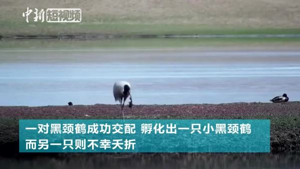 长江源水生态保护站捕捉黑颈鹤繁衍画面