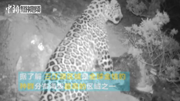 红外相机在澜沧江源区域记录到金钱豹捕食画面