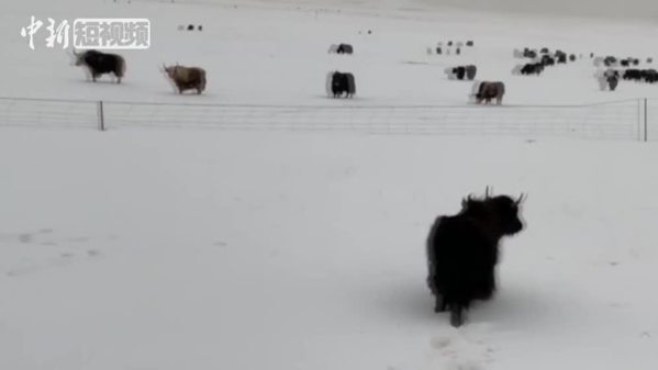 三江源腹地降雪致牛羊觅食困难