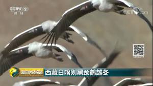 西藏日喀则黑颈鹤越冬