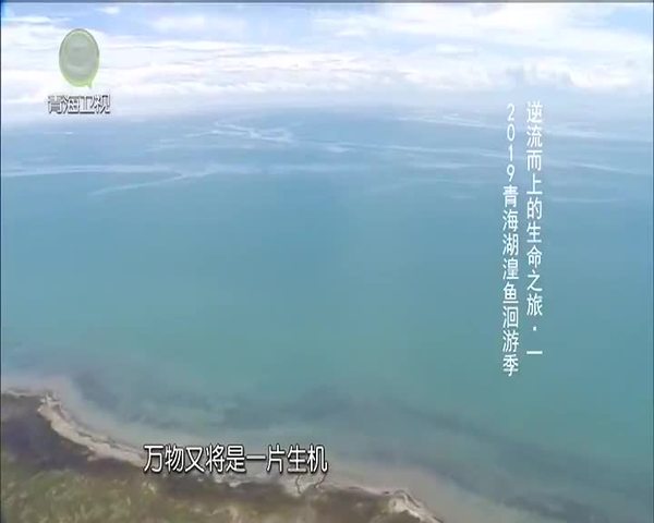 《大美青海》逆流而上的生命之旅（一）