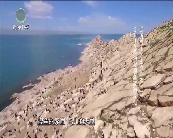 《大美青海》逆流而上的生命之旅（二）