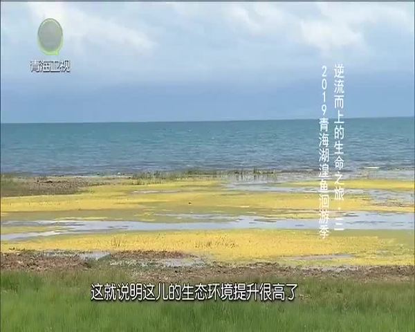 《大美青海》逆流而上的生命之旅（三）