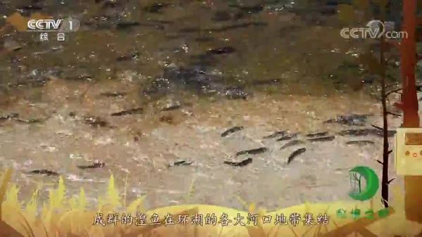 《秘境之眼》青海湖裸鲤