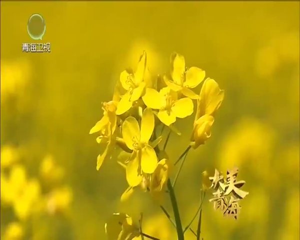 《大美青海》梦幻海之北：有一种诗和远方，叫在那遥远的地方