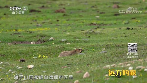 《远方的家》海子山国家级自然保护区：穿越林海间 登高望星空