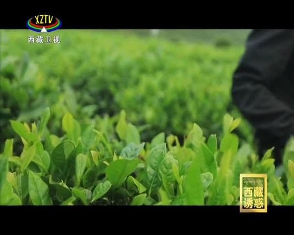 《西藏诱惑》茶脉相连情相牵