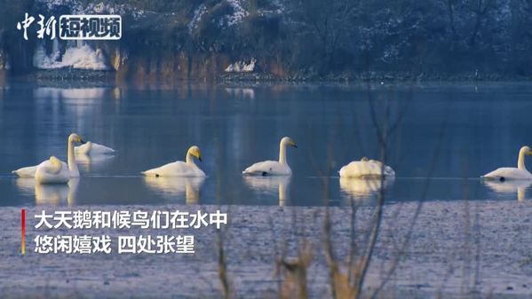 青海：大天鹅飞抵黄河库区 自由嬉戏画面温馨