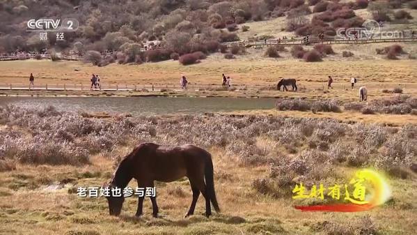 《生财有道》四川稻城：特色风情生财路