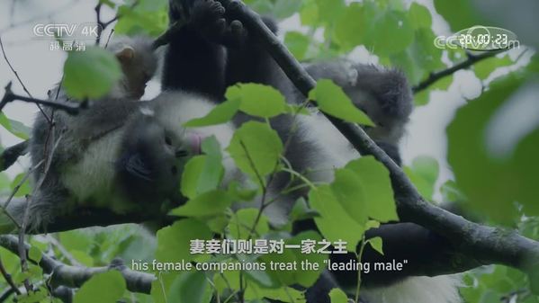 《美丽中国自然》三江并流系列——滇金丝猴