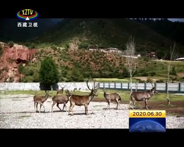 西藏类乌齐马鹿国家级自然保护区建设力度不断加大