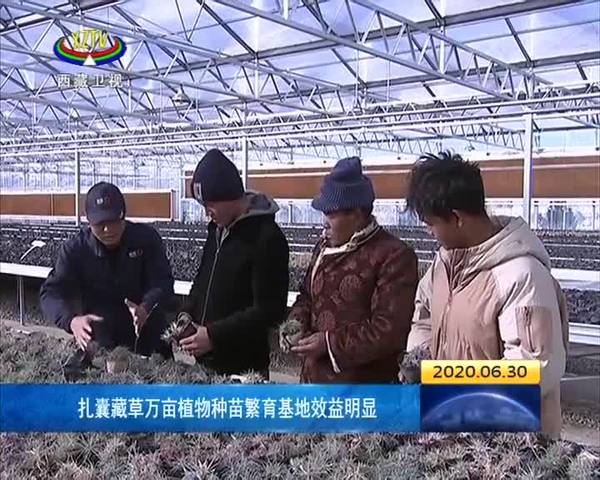 西藏扎囊藏草万亩植物种苗繁育基地效益明显