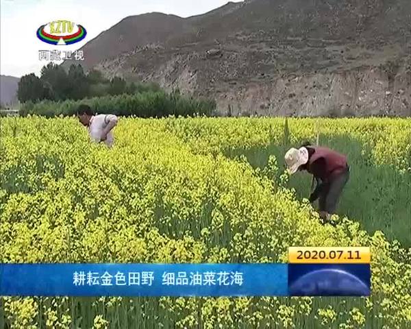 耕耘金色田野 细品油菜花海