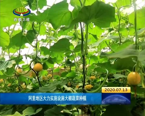 西藏阿里地区大力实施设施大棚蔬菜种植