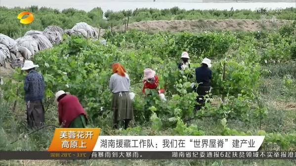 【芙蓉花开高原上】湖南援藏工作队：我们在“世界屋脊”建产业