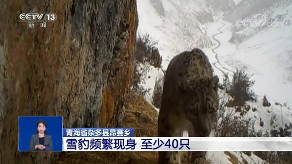 青海省杂多县昂赛乡：雪豹频繁现身 至少40只