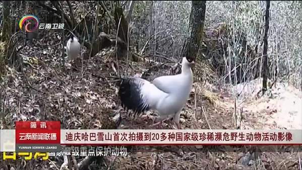云南迪庆哈巴雪山首次拍摄到20多种国家级珍稀濒危野生动物活动影像