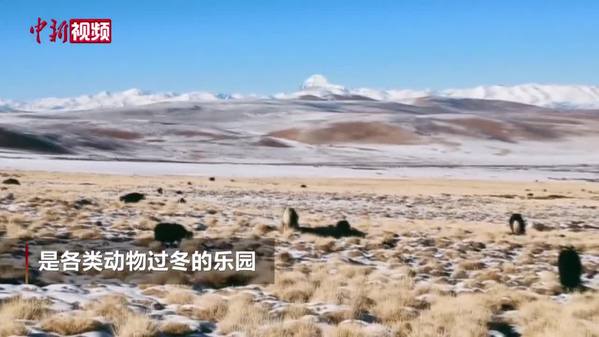 壮观！青藏高原牦牛风雪转场