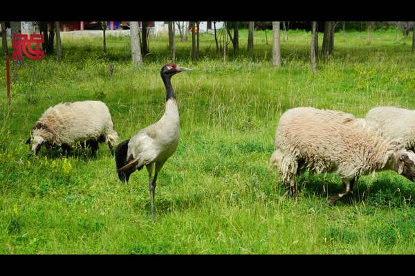 【多彩日喀则】信步扎寺的鹤与羊