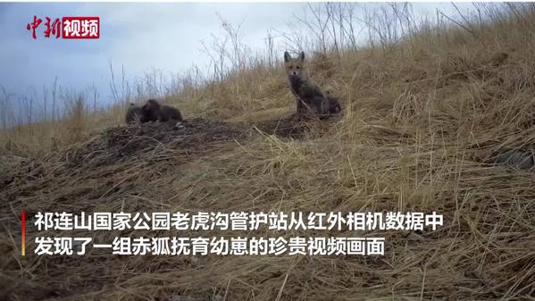 祁连山国家公园青海片区六只赤狐同框