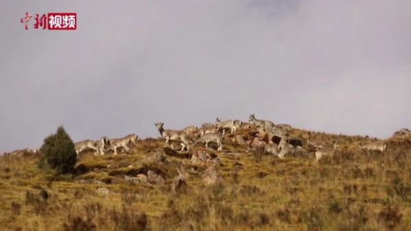 青海：百只岩羊集结 展现高原野性之美