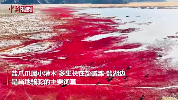 青海都兰湖：驼群湿地“走红毯”