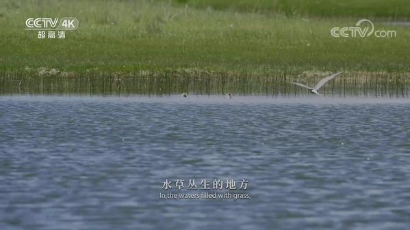 《美丽中国自然》环青海湖系列 哺育之路