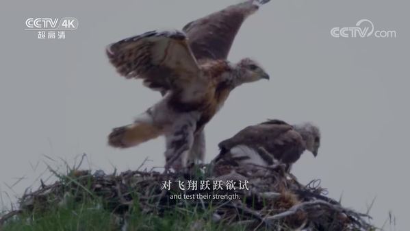 《美丽中国自然》环青海湖系列 大鵟的故事