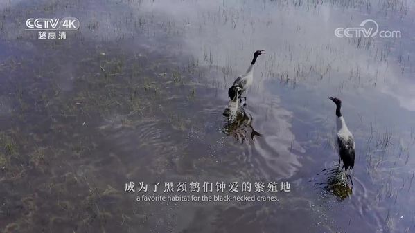 《美丽中国自然》环青海湖系列 那仁湿地