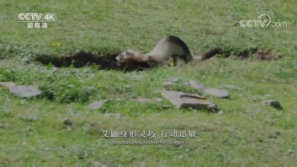 《美丽中国自然》环青海湖系列 雪雀与艾鼬