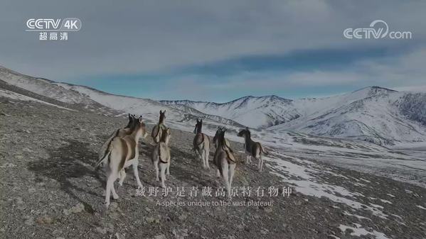 《美丽中国自然》冰雪川西系列 英俊“野马”