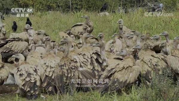 《美丽中国自然》察青松多系列 高山秃鹫