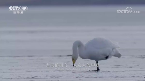 《美丽中国自然》冰雪青海湖系列 冰上天鹅湖