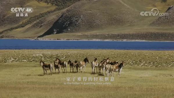 《美丽中国自然》黄河之水系列 奔腾的藏野驴