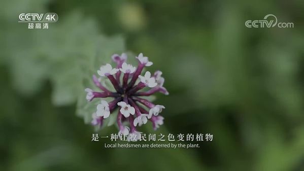 《美丽中国自然》察青松多系列 瑞香狼毒