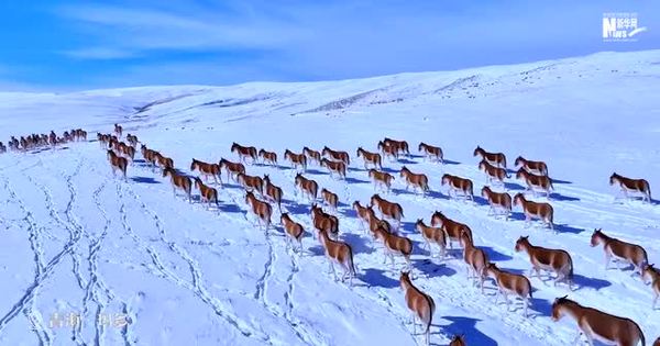 藏野驴的冬日生活