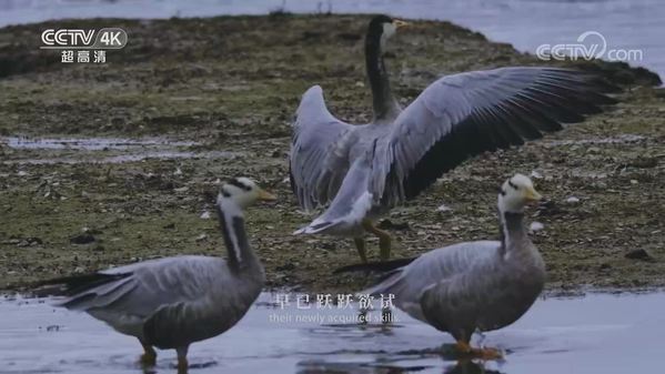《美丽中国自然》黄河之水系列 斑头雁