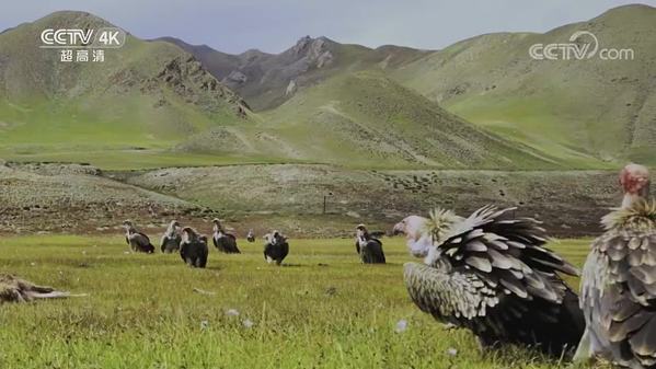 《美丽中国自然》黄河之水系列 高山兀鹫
