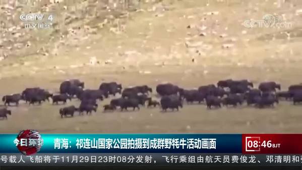 青海：祁连山国家公园拍摄到成群野牦牛活动画面