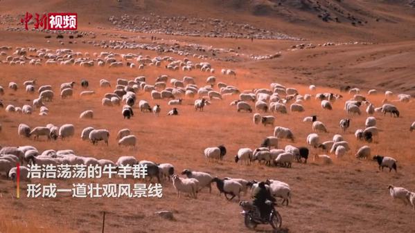 柴达木盆地都兰数万牛羊浩荡转场