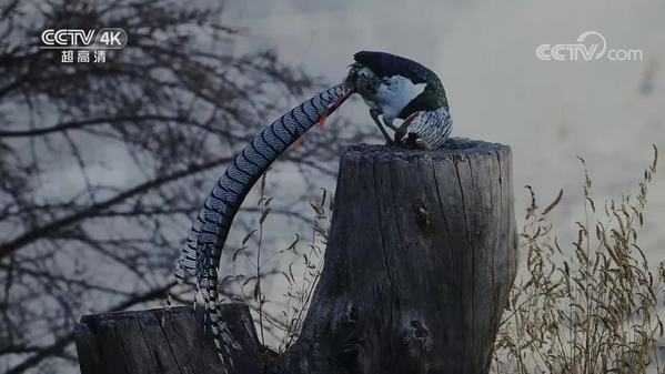 《美丽中国自然》冰雪川西系列 鸟中凤凰